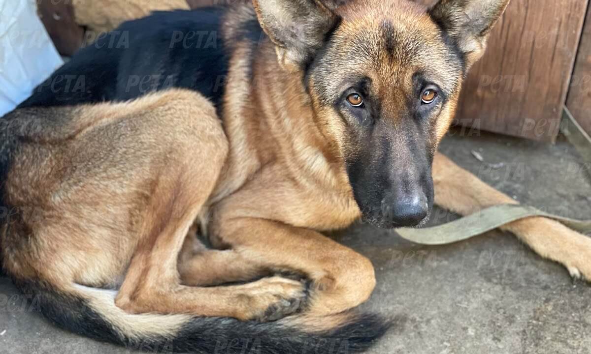 Geretteter Hund aus Kharkiv Ukraine