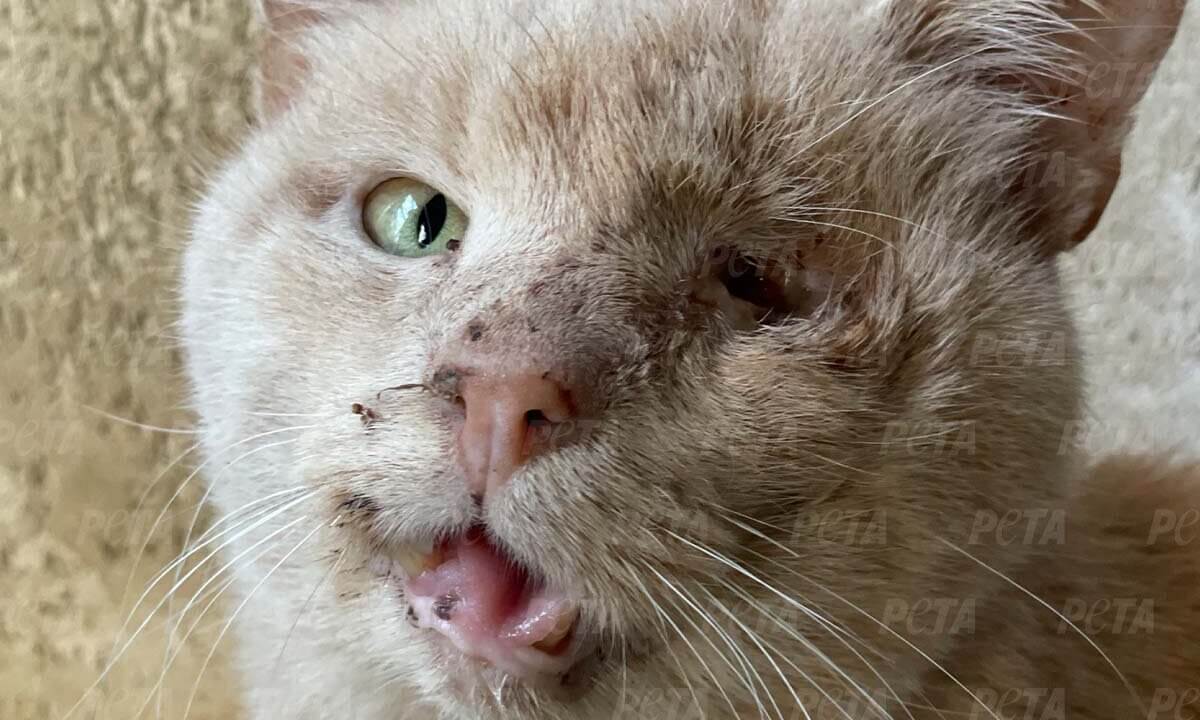 Gerettete Katze aus Kharkiv Ukraine mit verletztem Auge