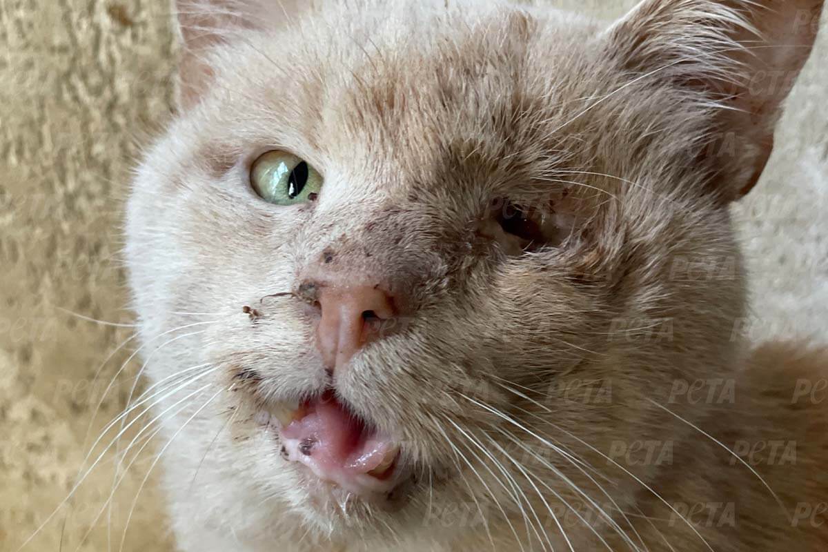 Gerettete Katze aus Kharkiv Ukraine mit verletztem Auge