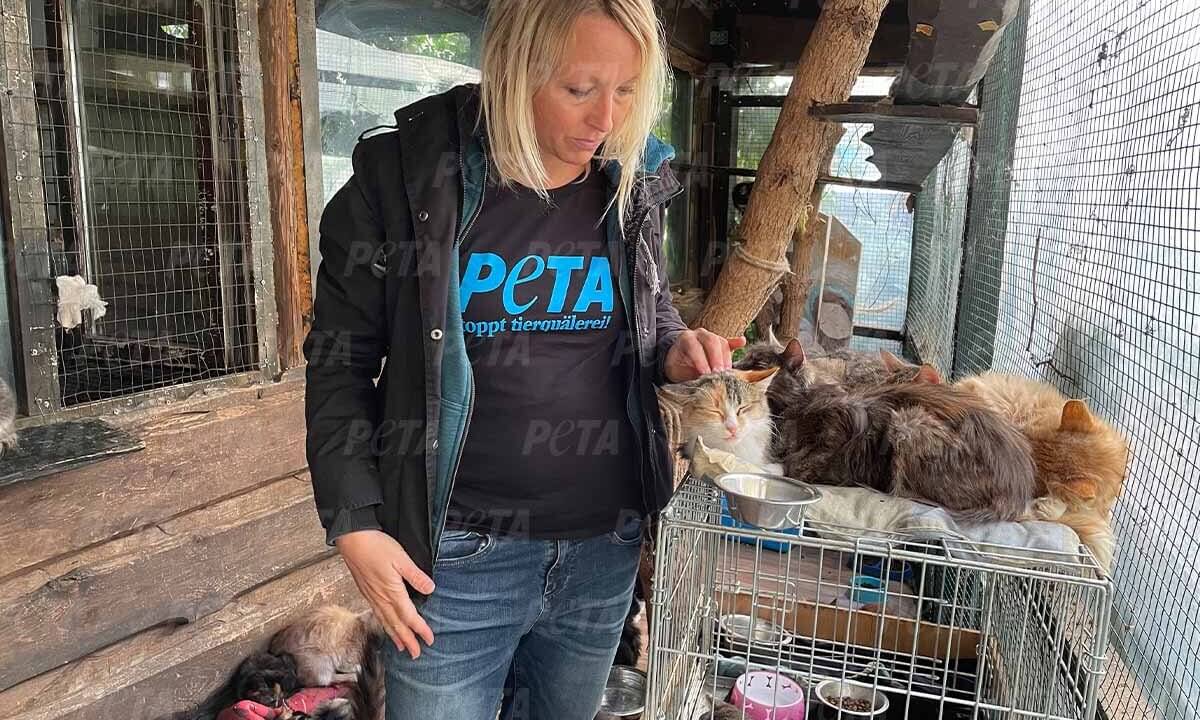 Gerettete Katzen aus Kharkiv in Ukraine