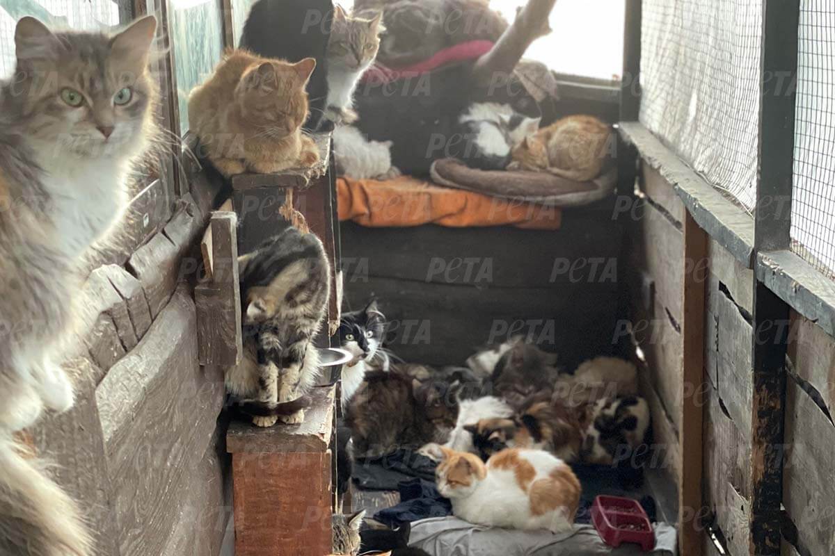 Viele Katzen in einem engen Flur in Kharkiv Ukraine