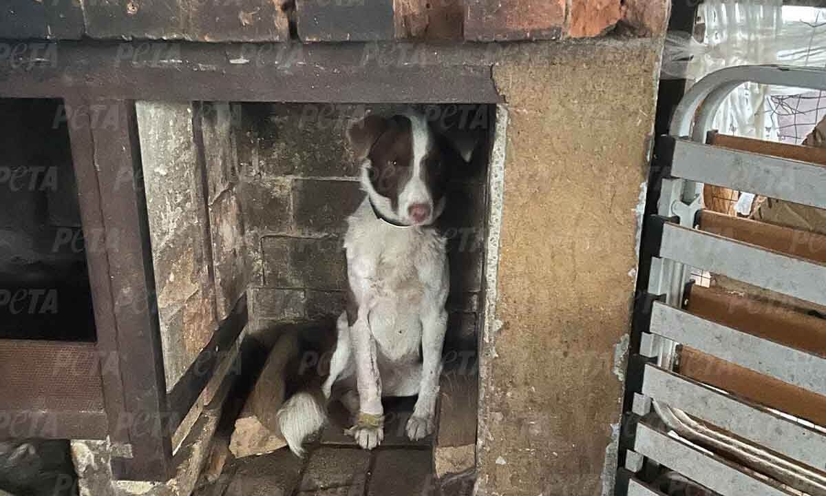 Hund versteckt sich im Kamin