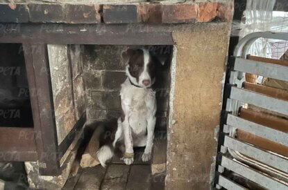 Hund versteckt sich im Kamin