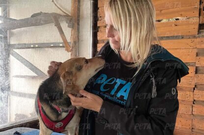 Geretteter Hund aus Kharkiv Ukraine mit PETA Mitarbeiterin