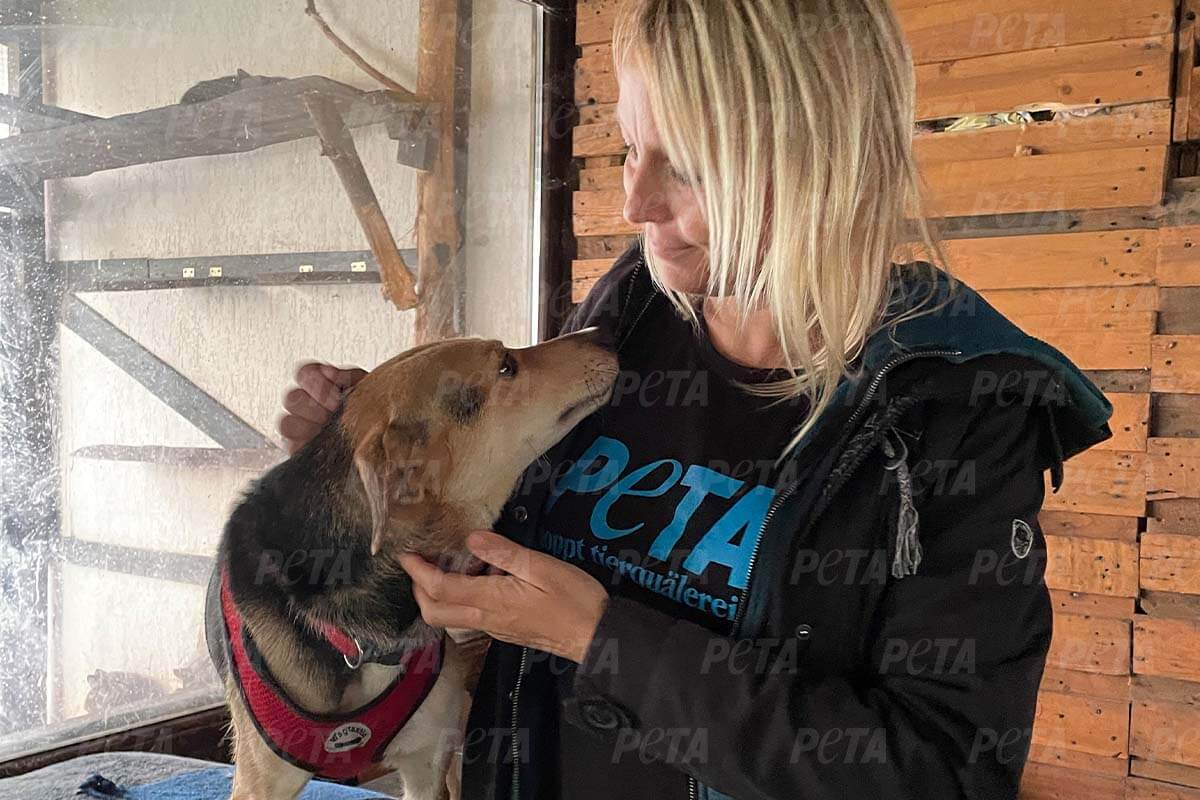 Geretteter Hund aus Kharkiv Ukraine mit PETA Mitarbeiterin