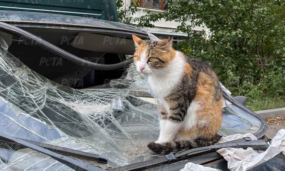 Katze sitzt auf kaputtem Auto in Kharkiv Ukraine