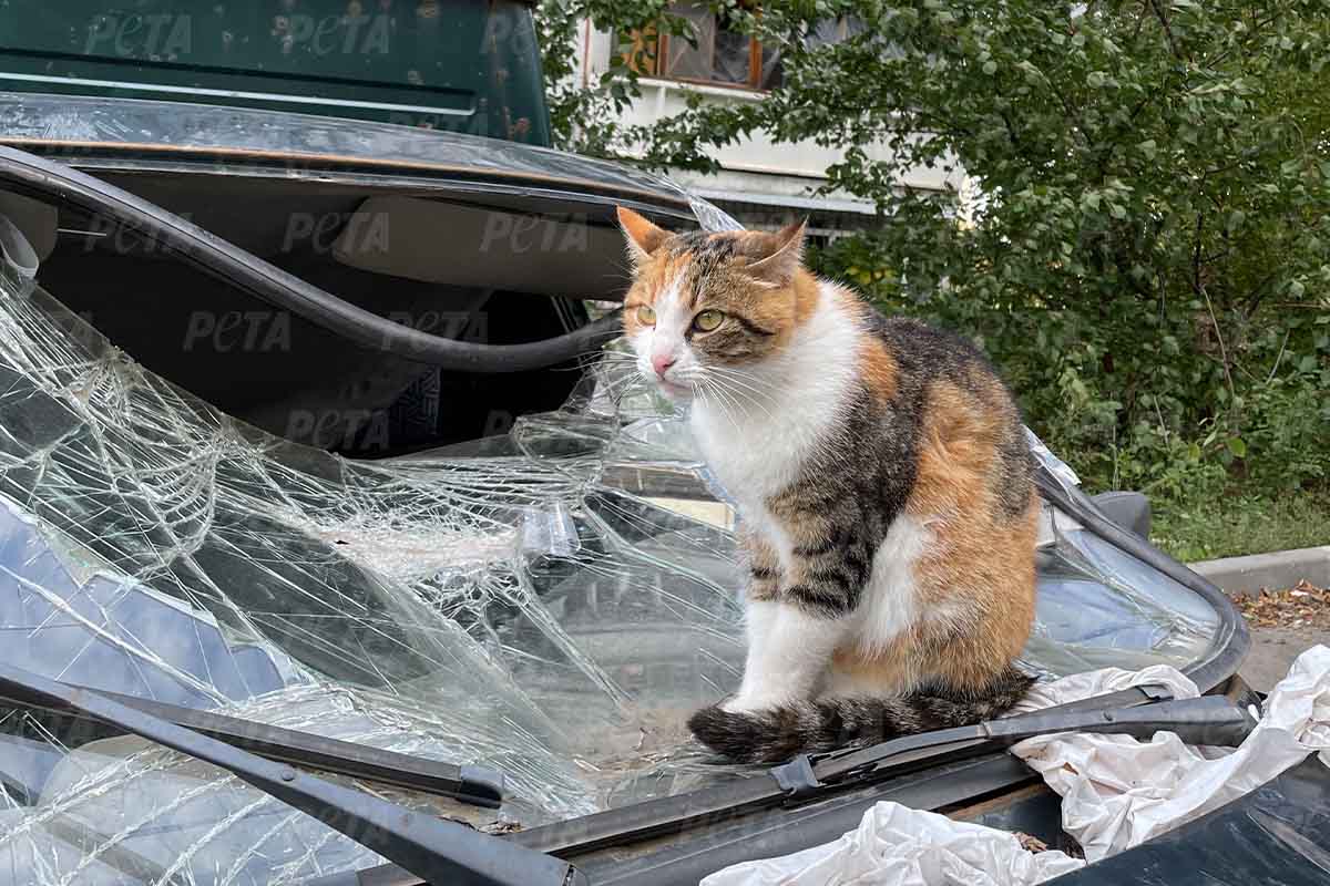 Katze sitzt auf kaputtem Auto in Kharkiv Ukraine