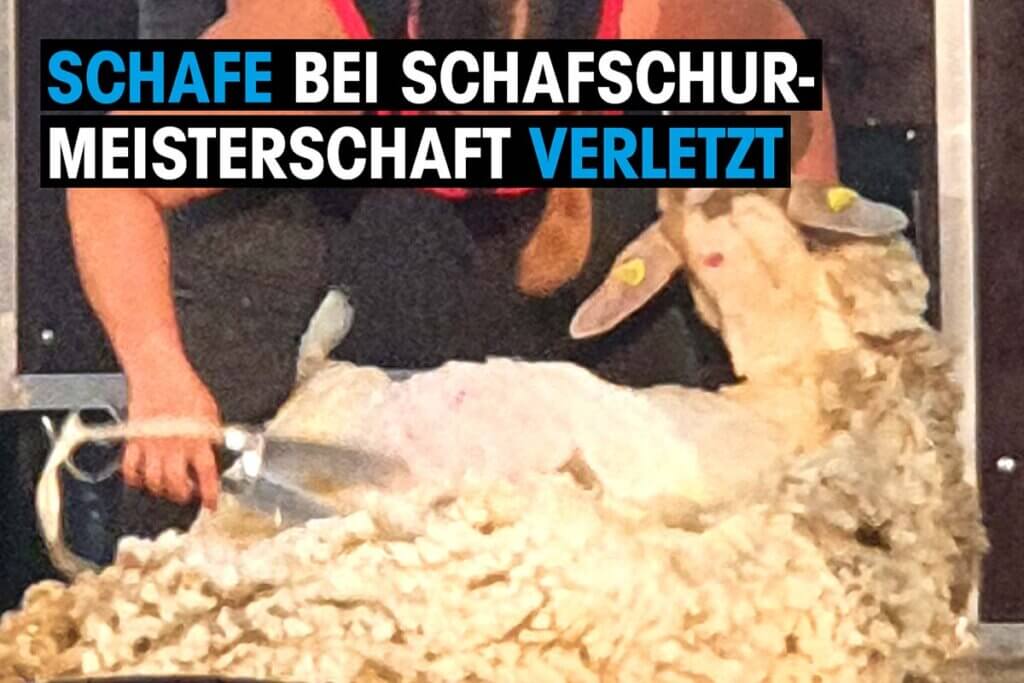 schafschurmeisterschaft