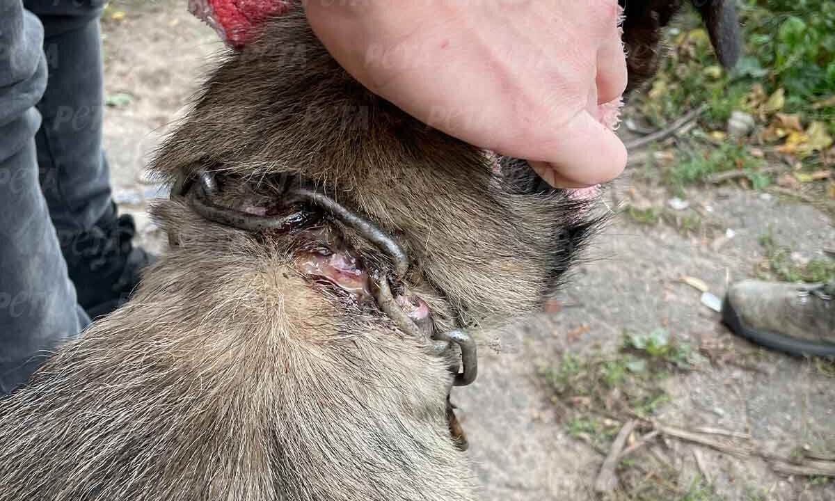 Hund mit Wunde am Hals