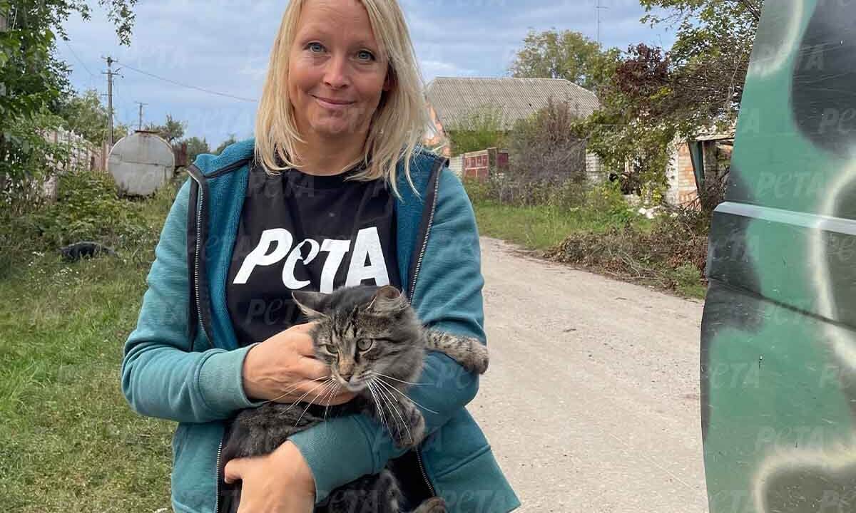 Gerettete Katze aus der Ukraine