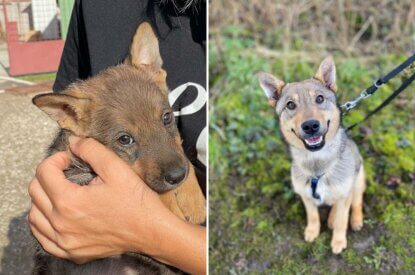 Collage. Links brauner Hund Boni im Arm einer PETA Mitarbeiterin. Rechts Hund Boni an der Leine sitzend im Gras.