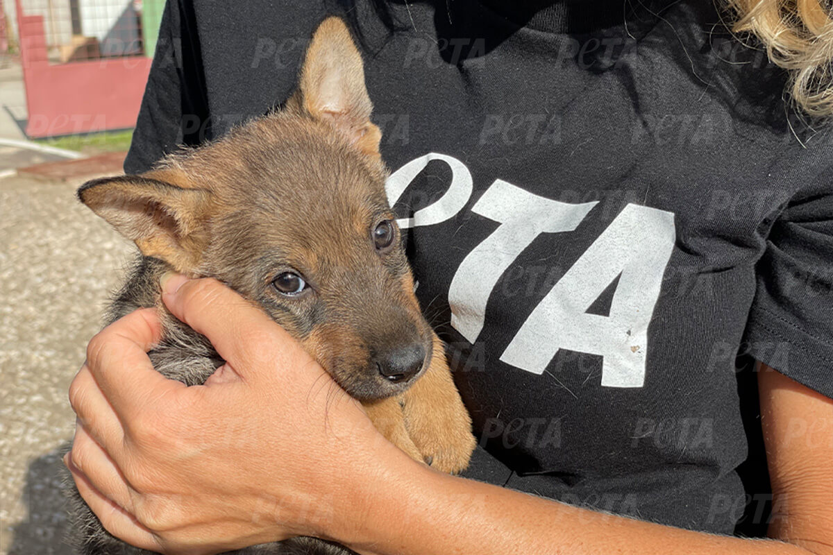 Ukraine-Krieg: Gelähmter Hundewelpe Boni gerettet