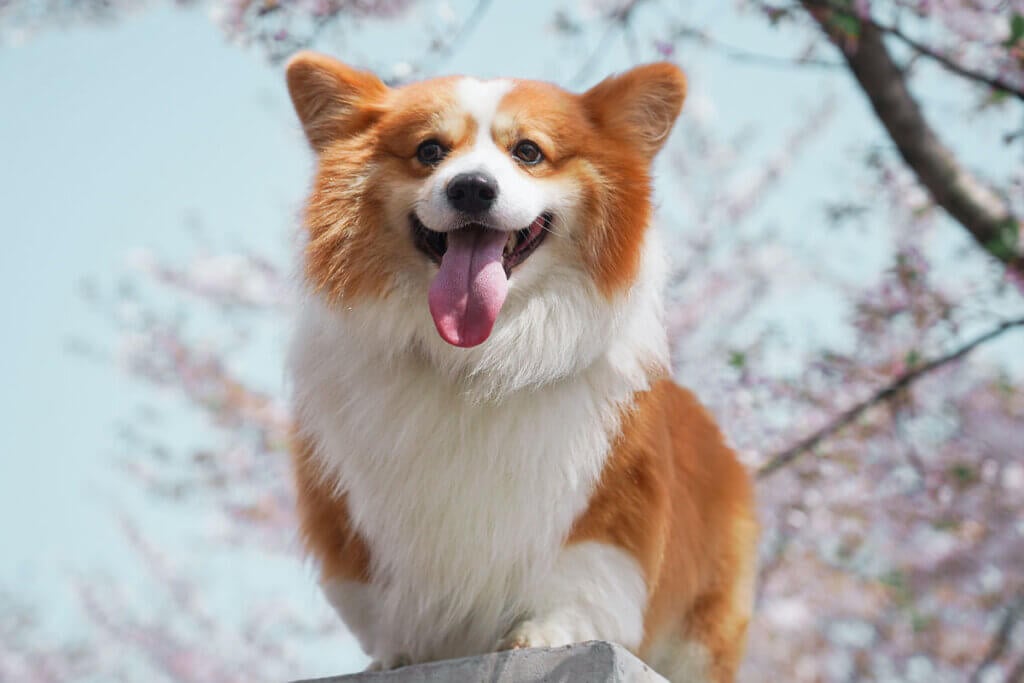 Corgi Hund