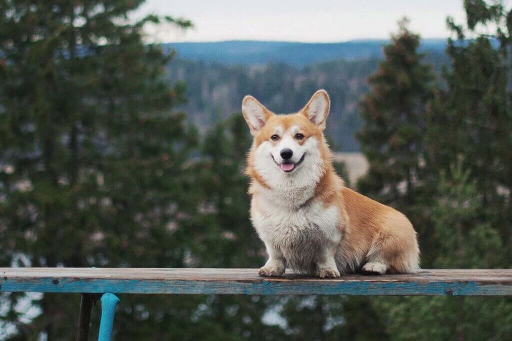 Corgi Hund sitzt auf einer Bank