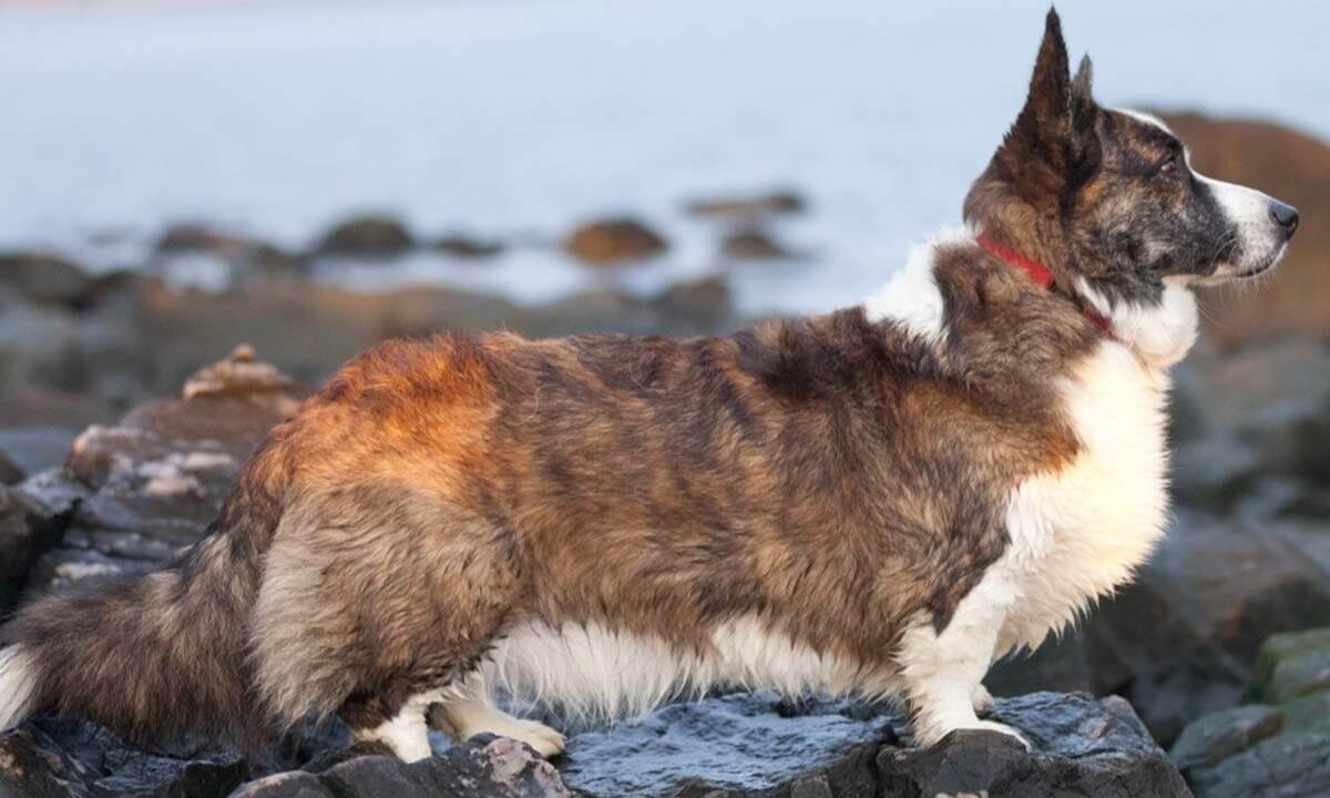 Welsh Corgi Cardigan