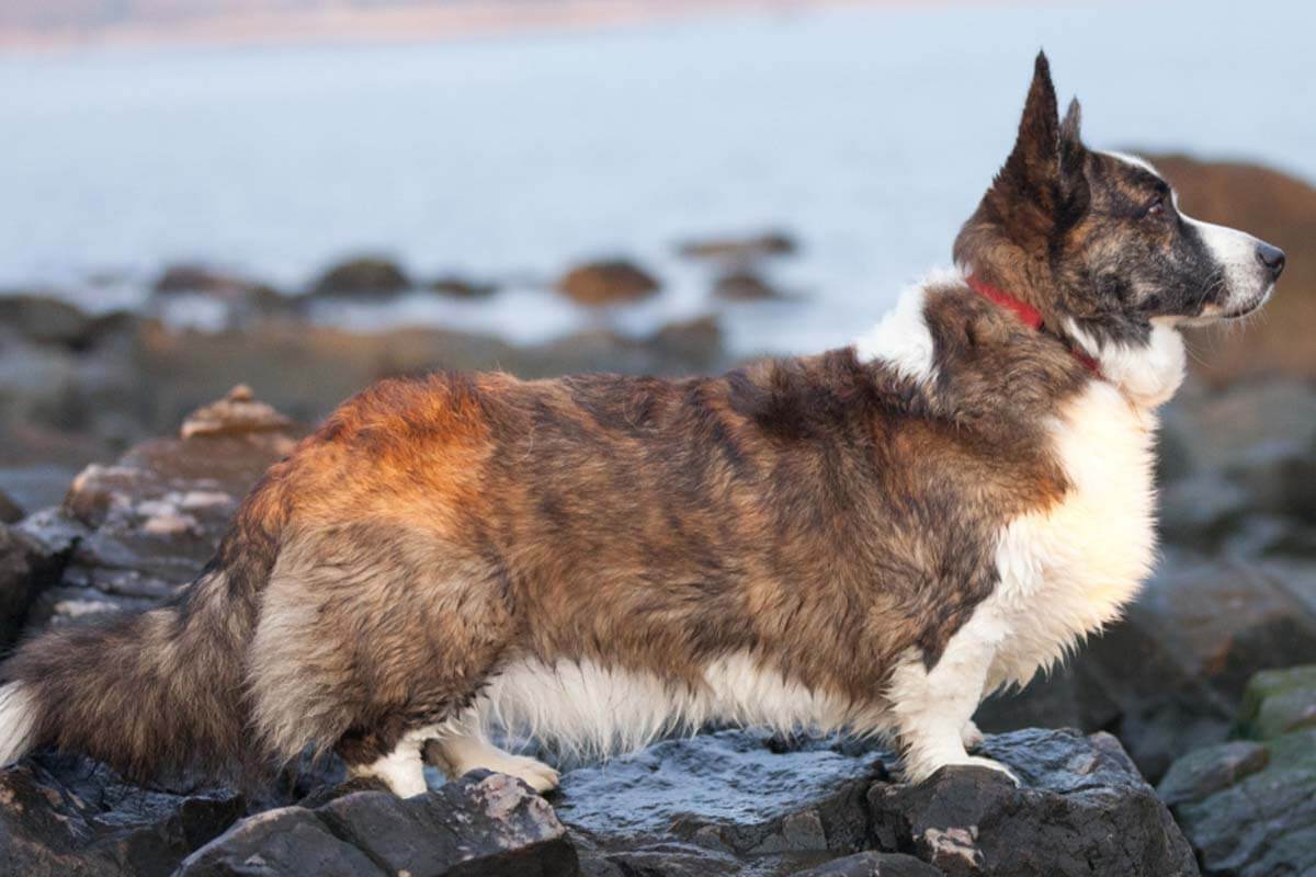 Welsh Corgi Cardigan