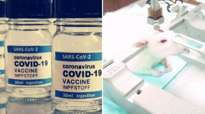Collage. Corona Impfstoff. Ratte im Tierversuch