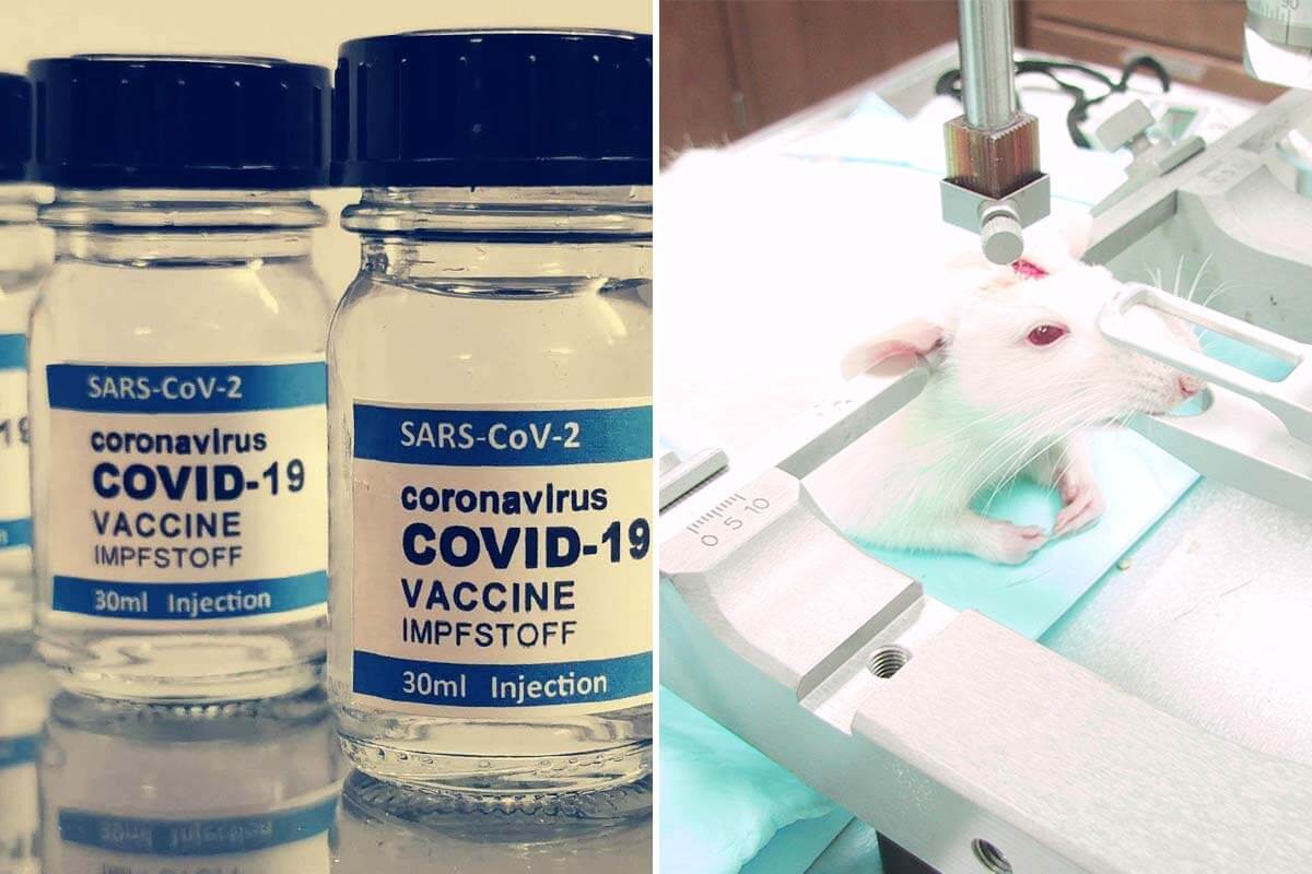Corona-Impfstoff: Sind Tierversuche wirklich notwendig?