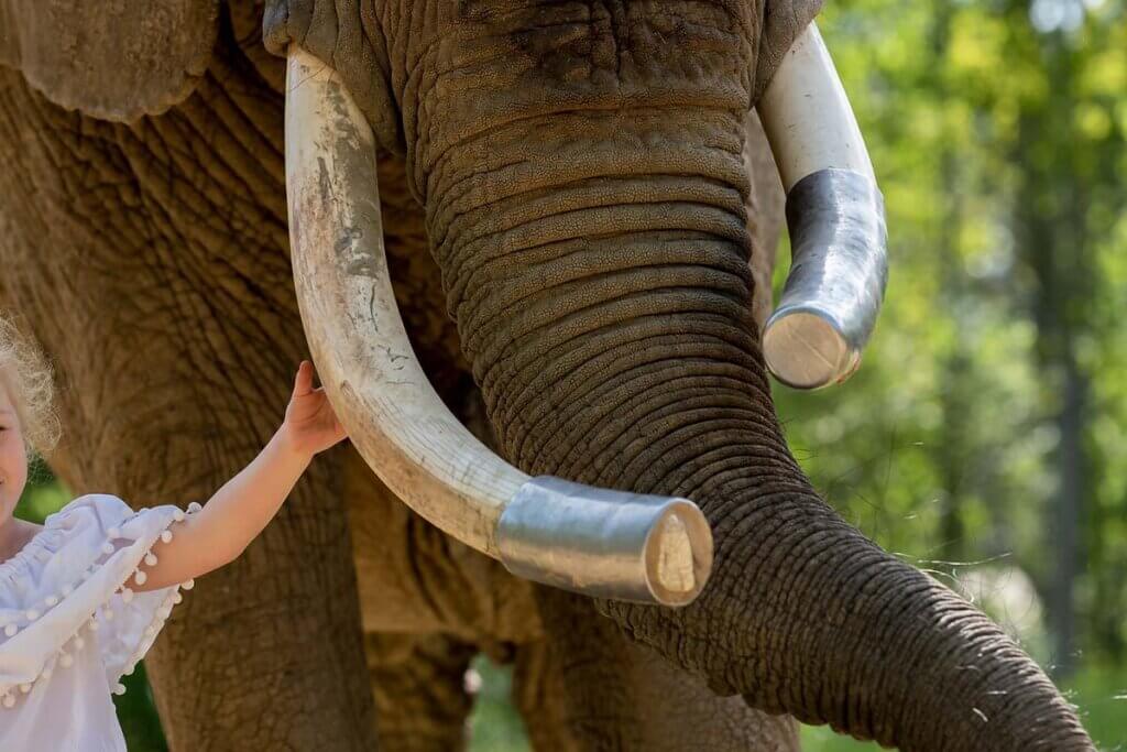 Kind streichelt Elefant