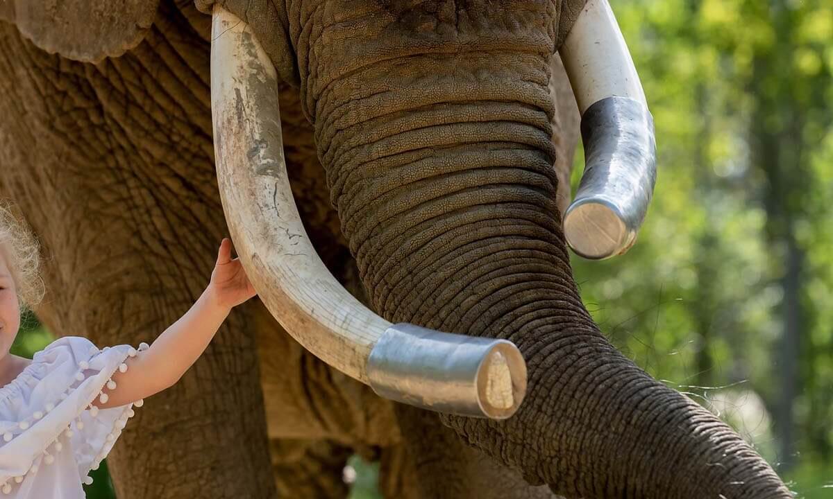 Kind streichelt Elefant