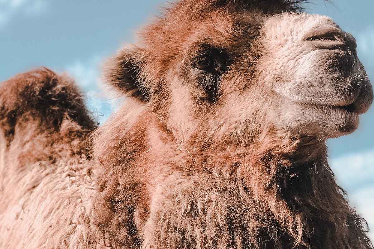 Kamelhaar: Kamele für Decken und Kleidung qualvoll getötet