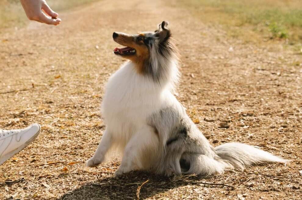 Miniature Collie