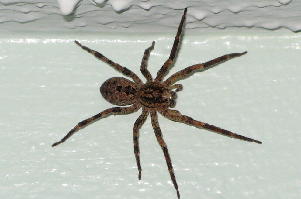 Nosferatuspinne