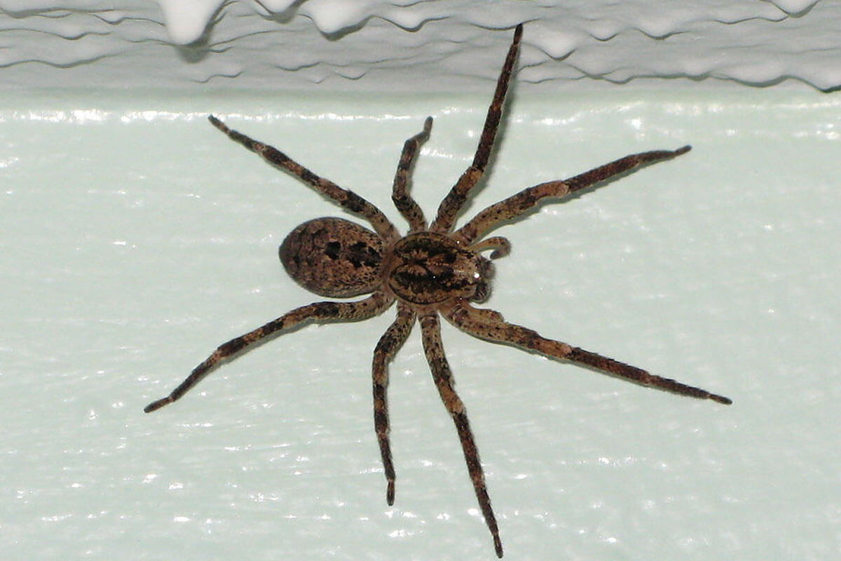 Nosferatu-Spinne entdeckt: Giftig oder harmlos? Was tun?