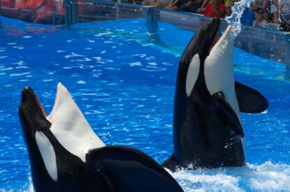 Orcas in SeaWorld Show