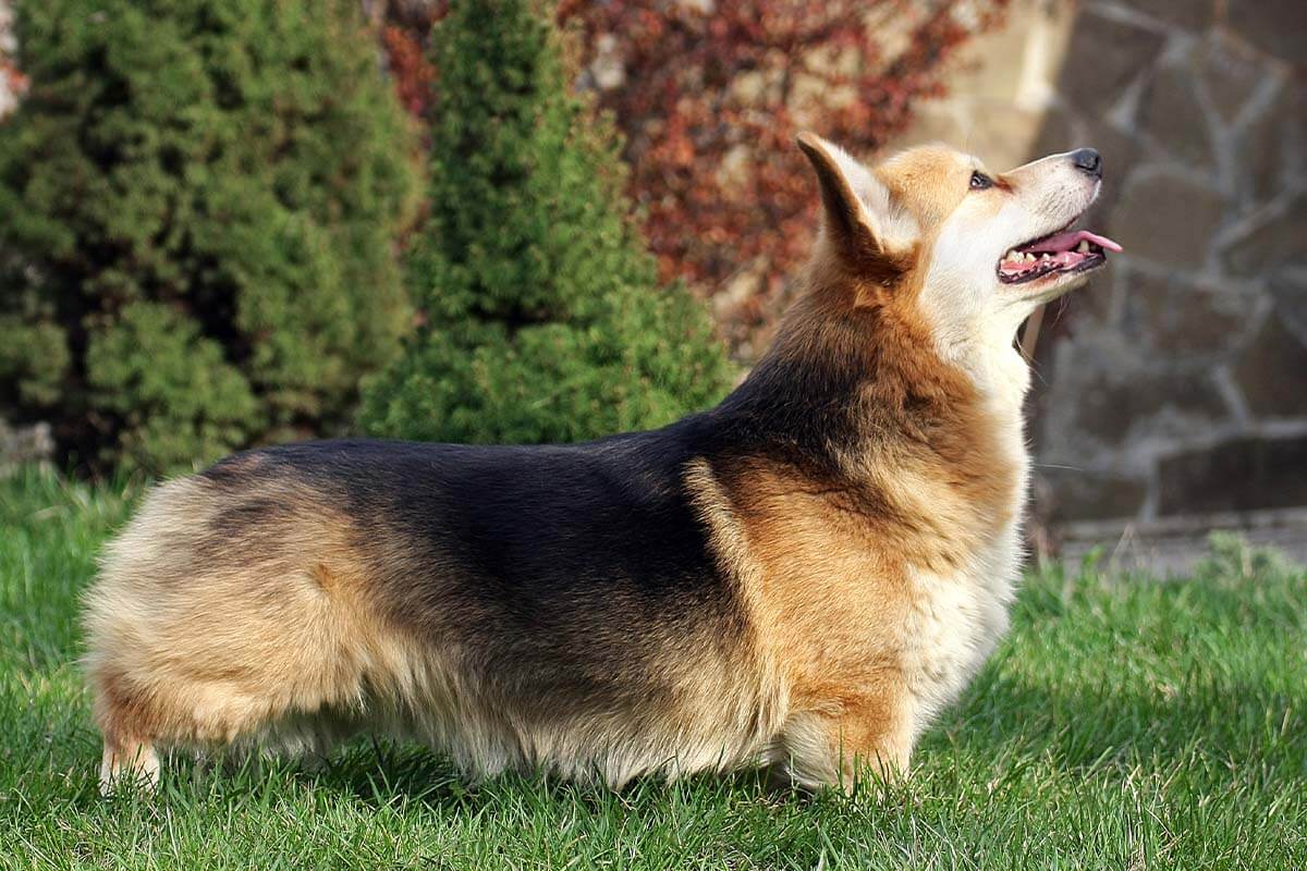 Welsh Corgi Pembroke