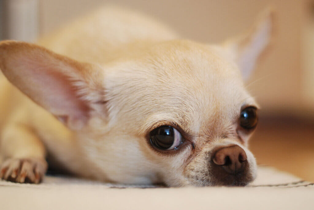 Teacup Chihuahua Hund