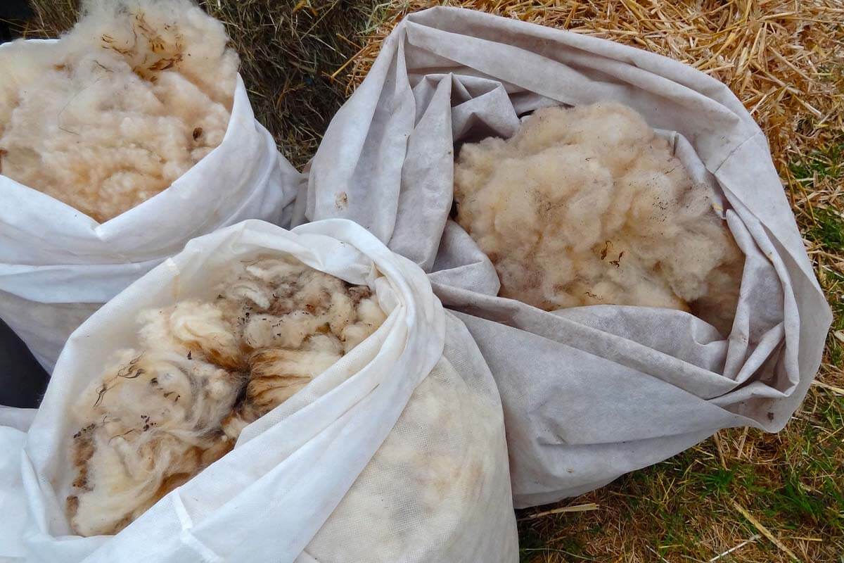 Wollwachs: Schafe leiden für Lanolin, Wollfett und -wachs