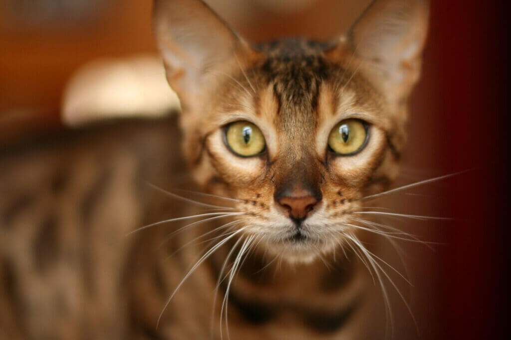 bengalkatze