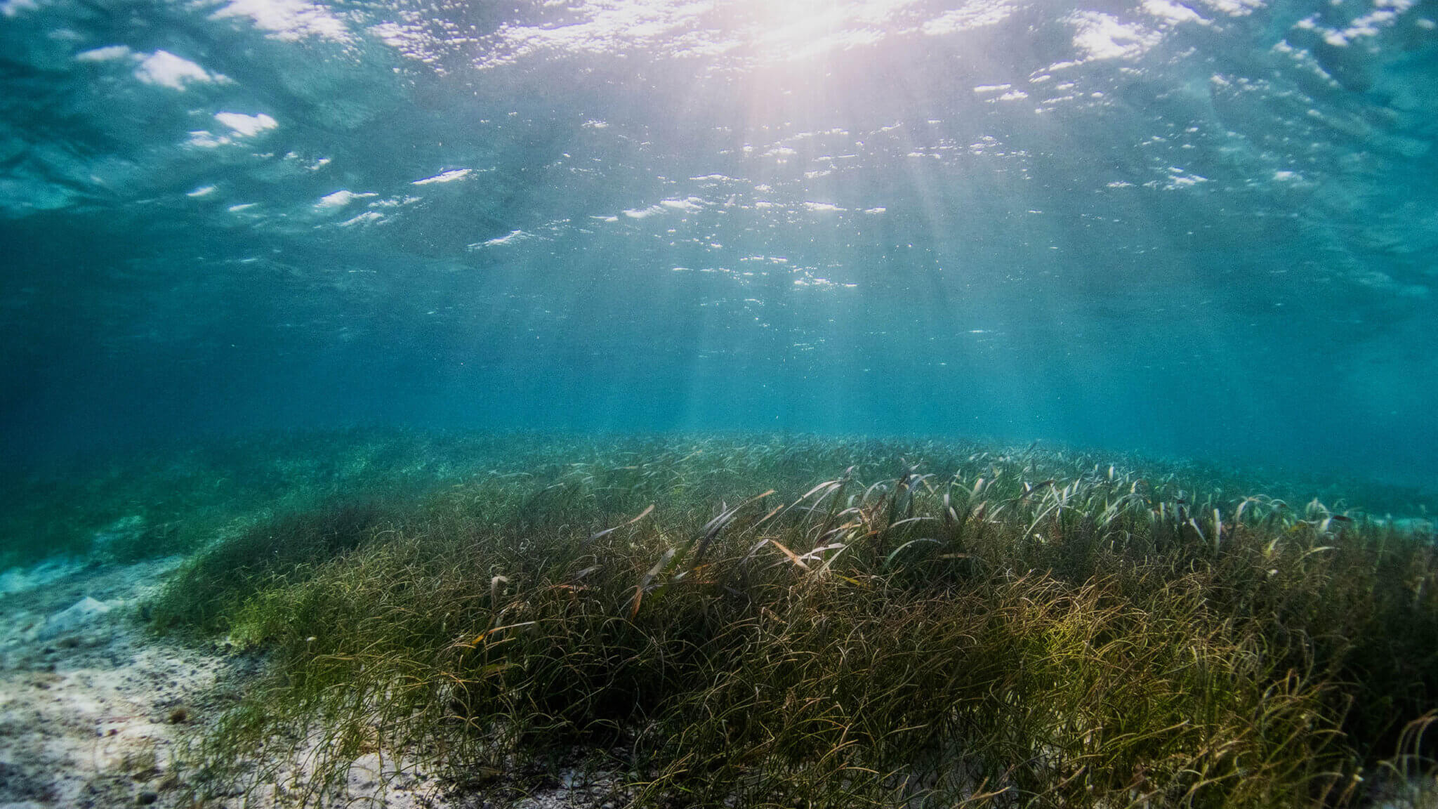 Meeresschutzgebiete ohne Fischfang jetzt unterschreiben!