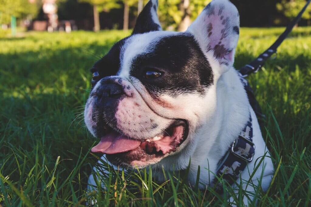 Franzoesische Bulldogge liegt auf der Wiese