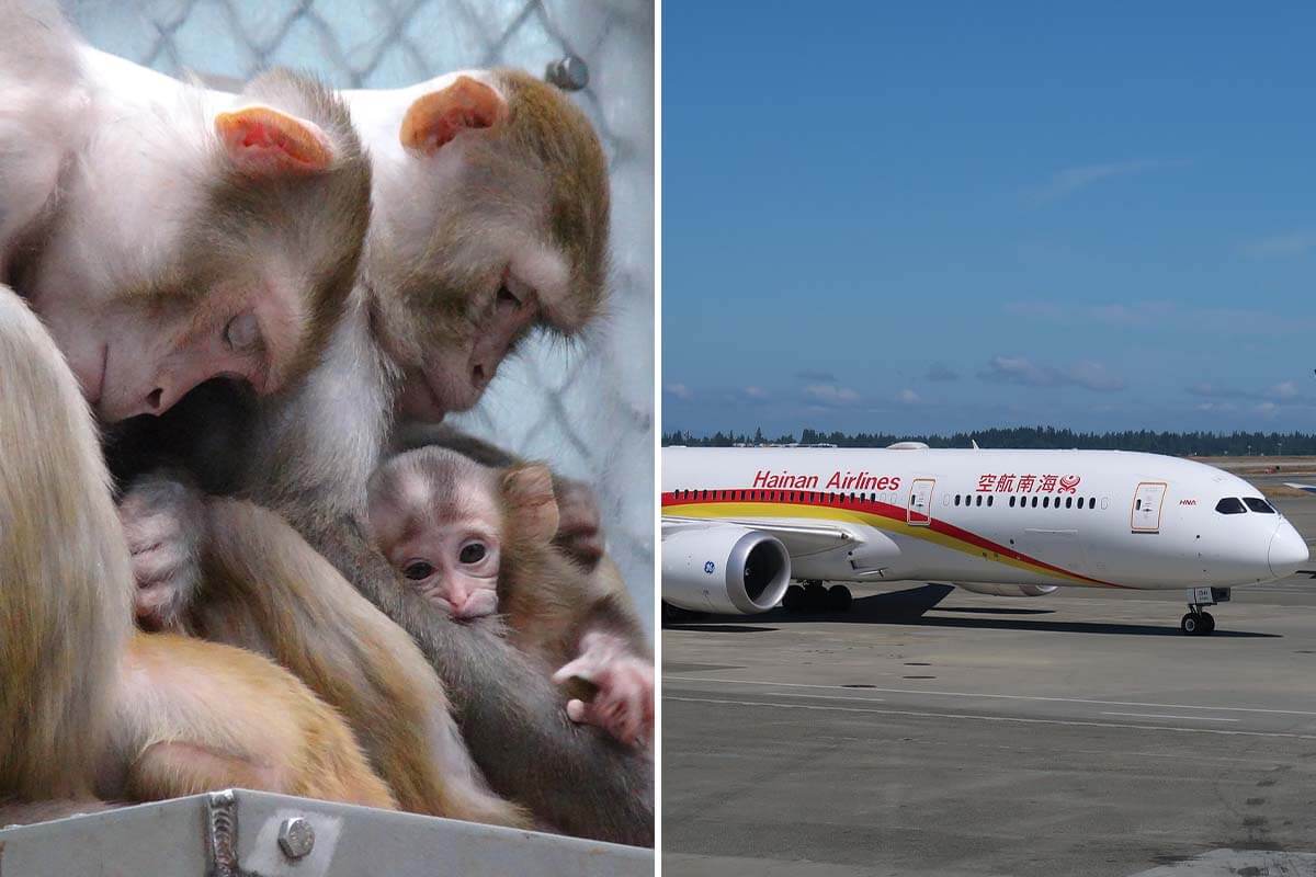 Hainan Airlines: Stoppt Affentransporte in Tierversuchslabore!