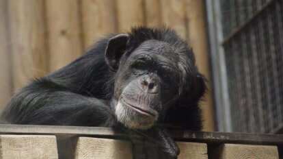 Ein Schimpanse liegt auf einer Erhoehung aus Holz und schaut nach unten.