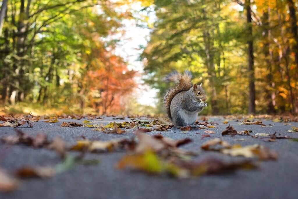 tiere im herbst