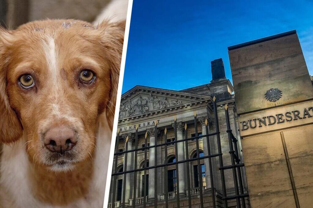 collage bundesrat und hund