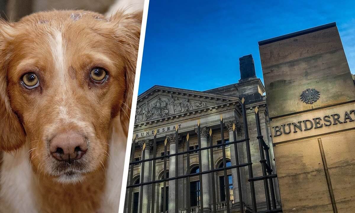collage bundesrat und hund