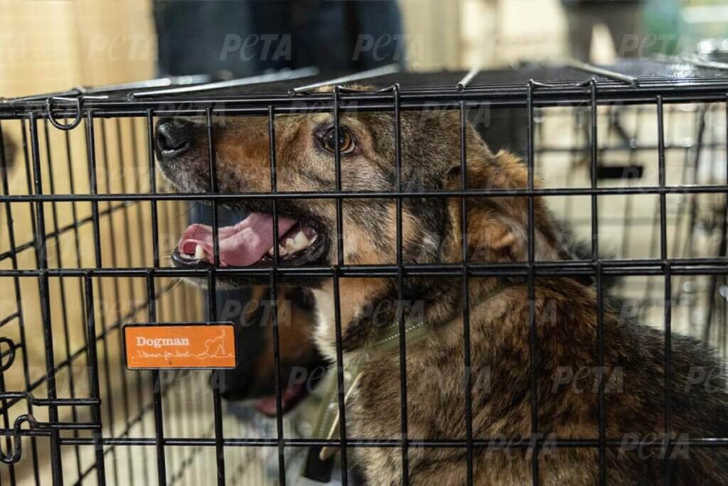 hund im käfig