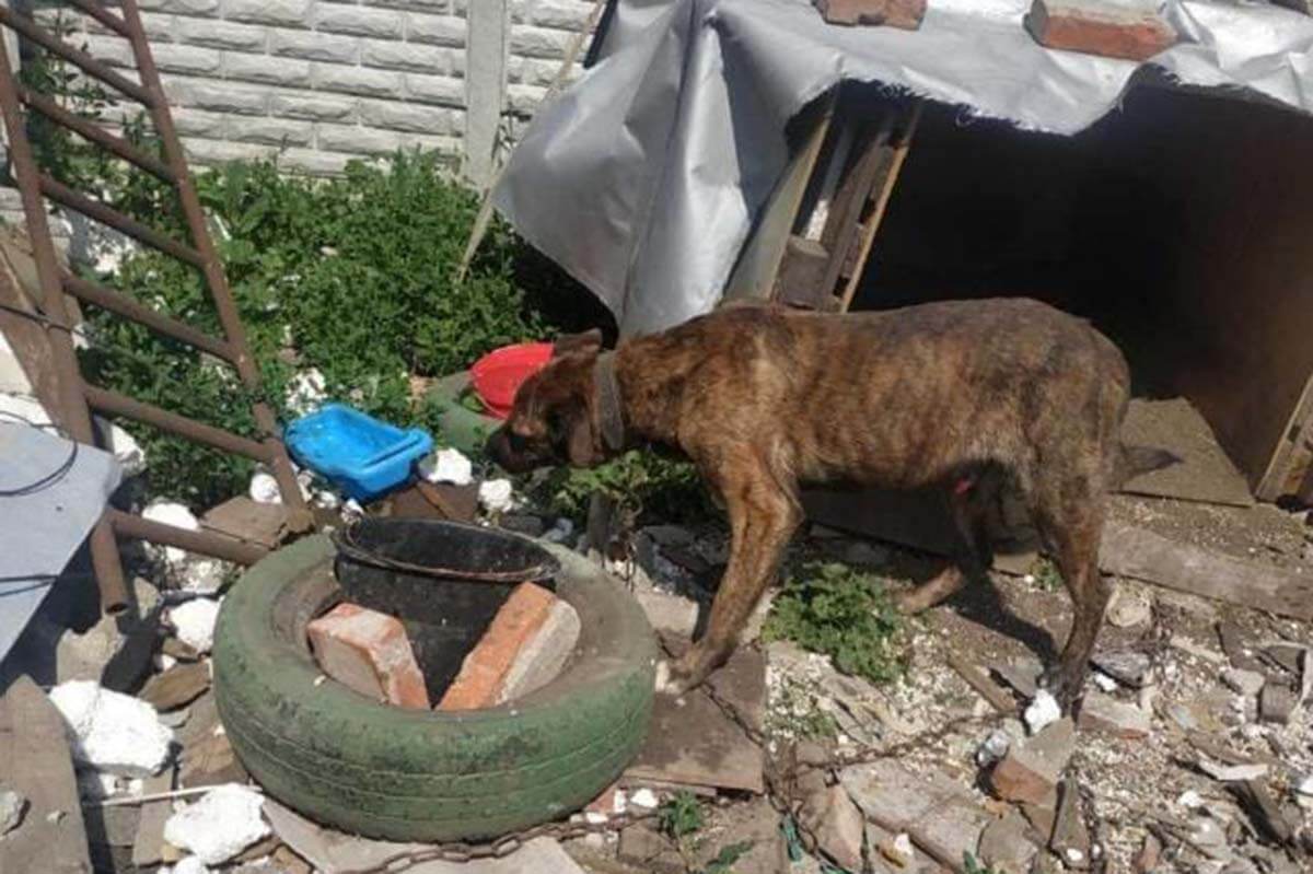 hund isst vor einer hundehütte