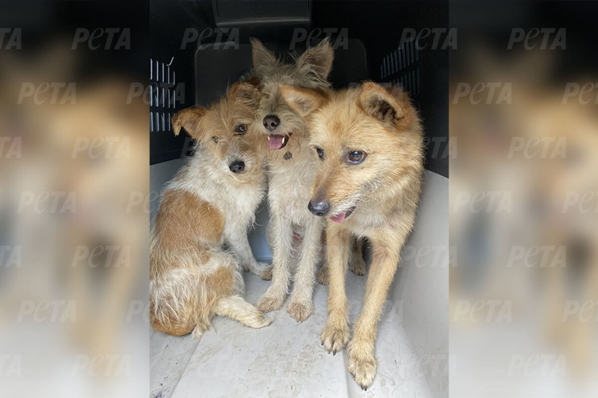 drei hunde in einer transportbox