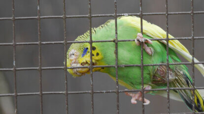 Tierpark Granat, gruener Vogel haengt am Gitter einer Voliere