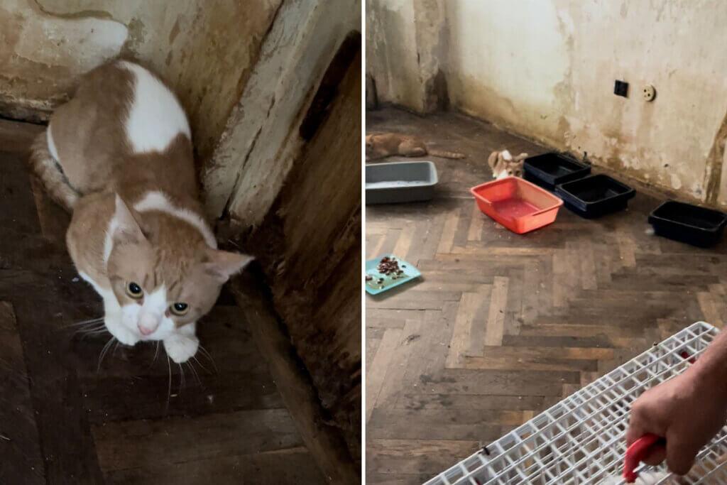 Animal Hording Katzen