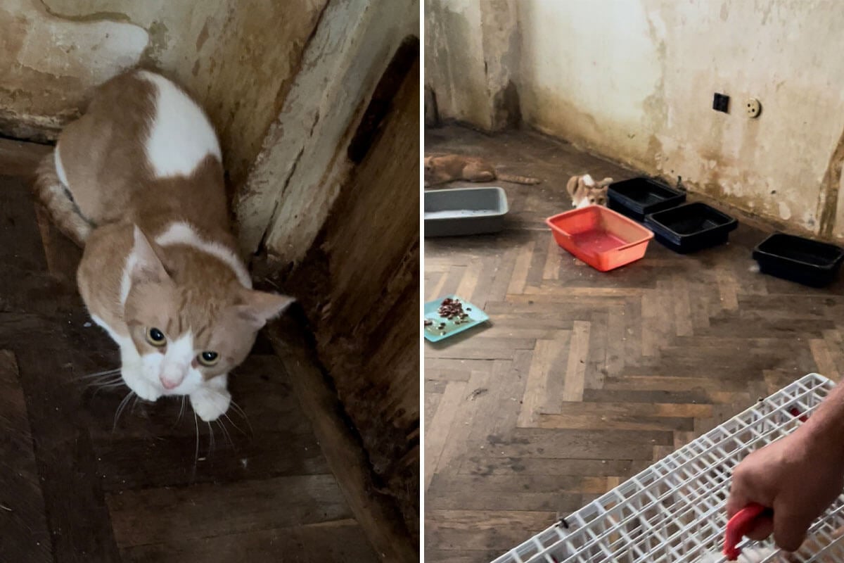 Fall von Animal Hoarding: PETA HELPS ROMANIA rettet 14 Katzen