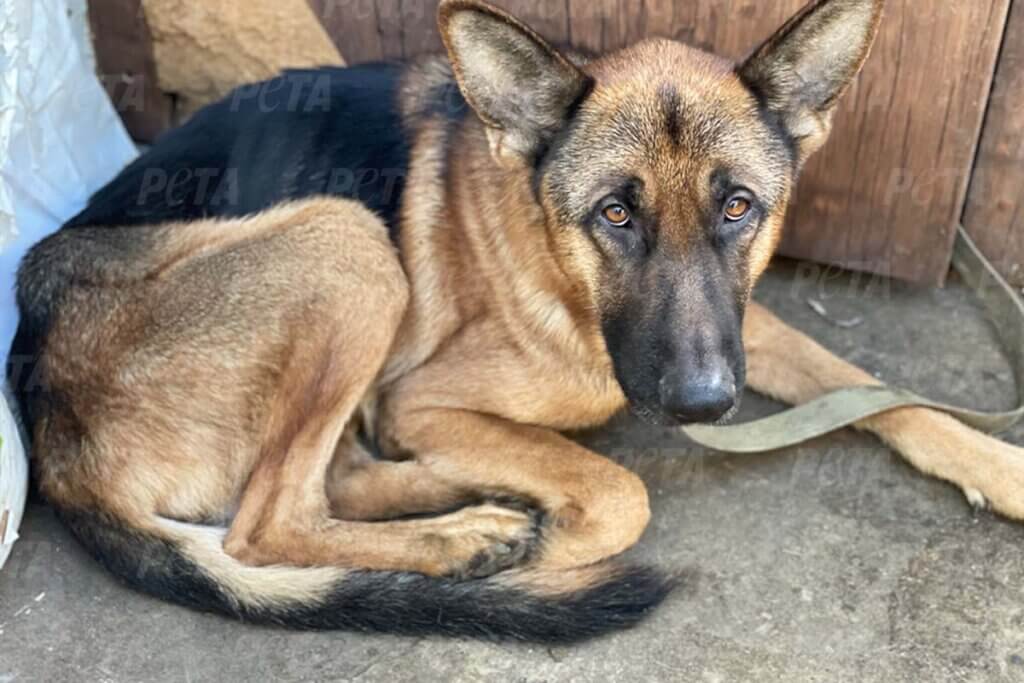 hund ukraine