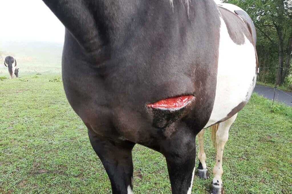pferd verletzt