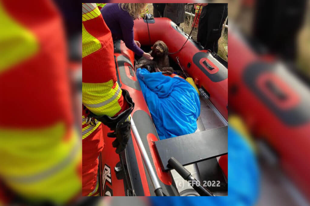 Geretteter Hund aus dem Neckar