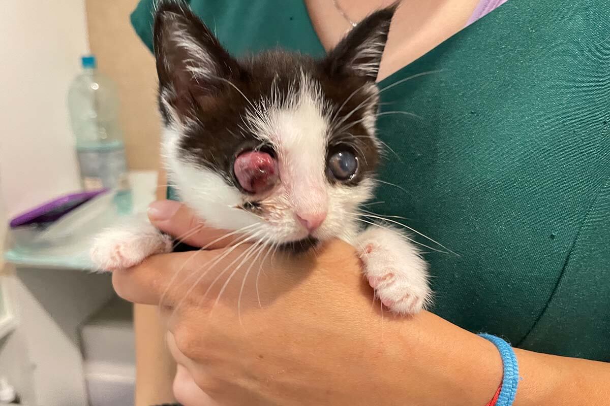 Kitten Jana mit Augenproblemen